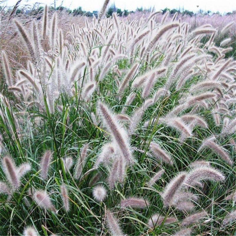 牧草种子狼尾草种子杂交狼尾草高产供草期长多次刈割禽畜牧草