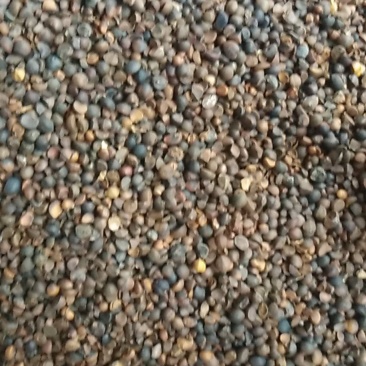 油茶籽干货中小籽30年老树手挑子最后两千多斤，价格优惠