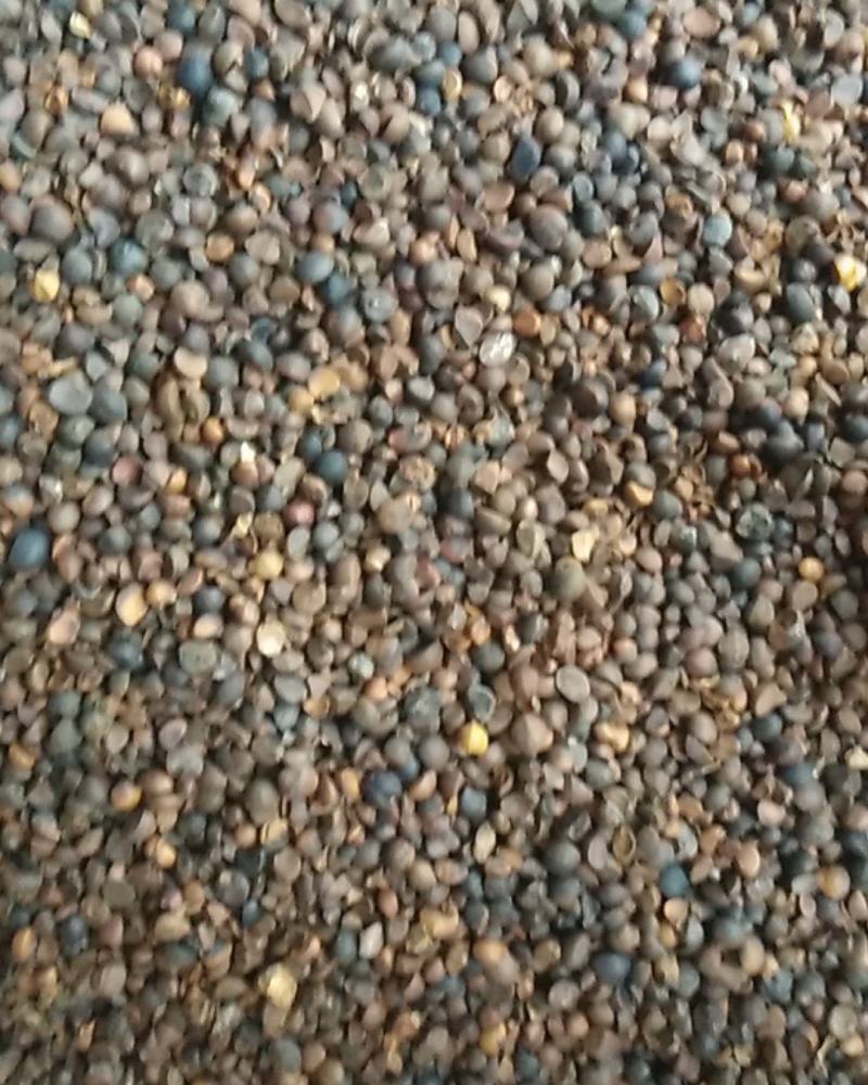 油茶籽干货中小籽30年老树手挑子最后两千多斤，价格优惠