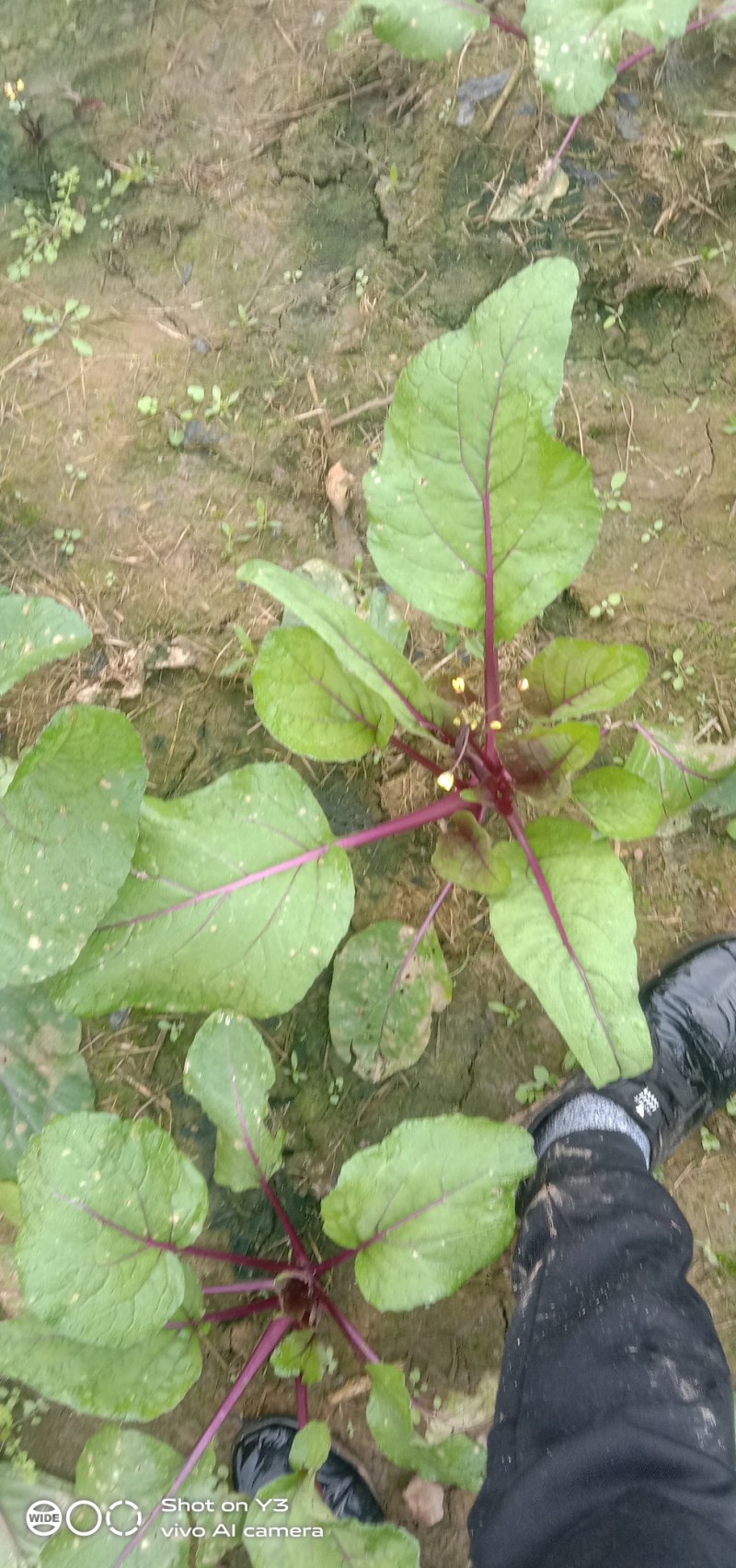 大量供应青菜苔，红油菜苔