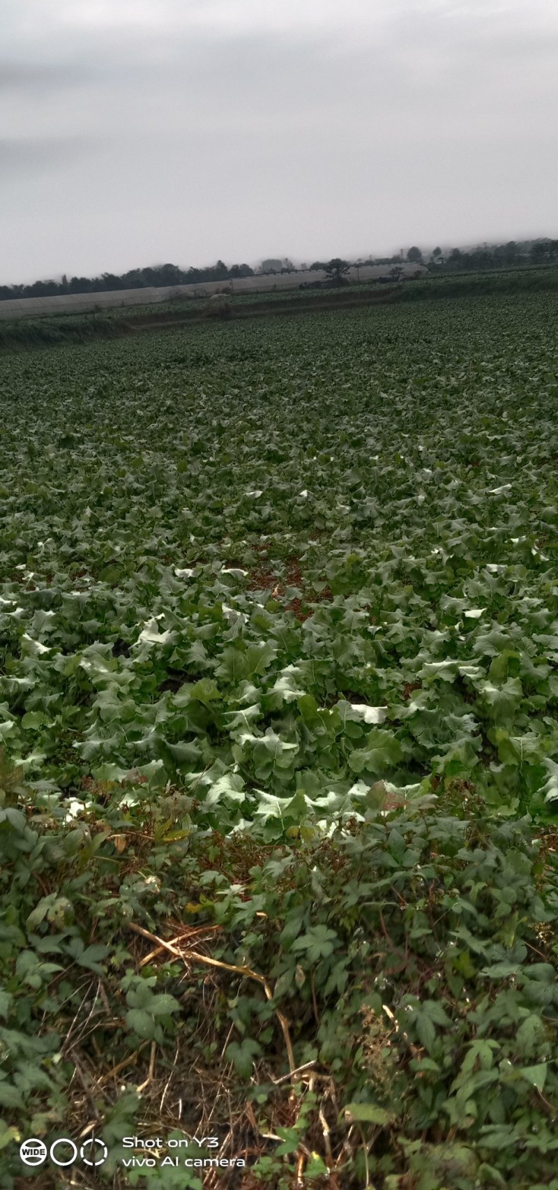 大量供应青菜苔，红油菜苔