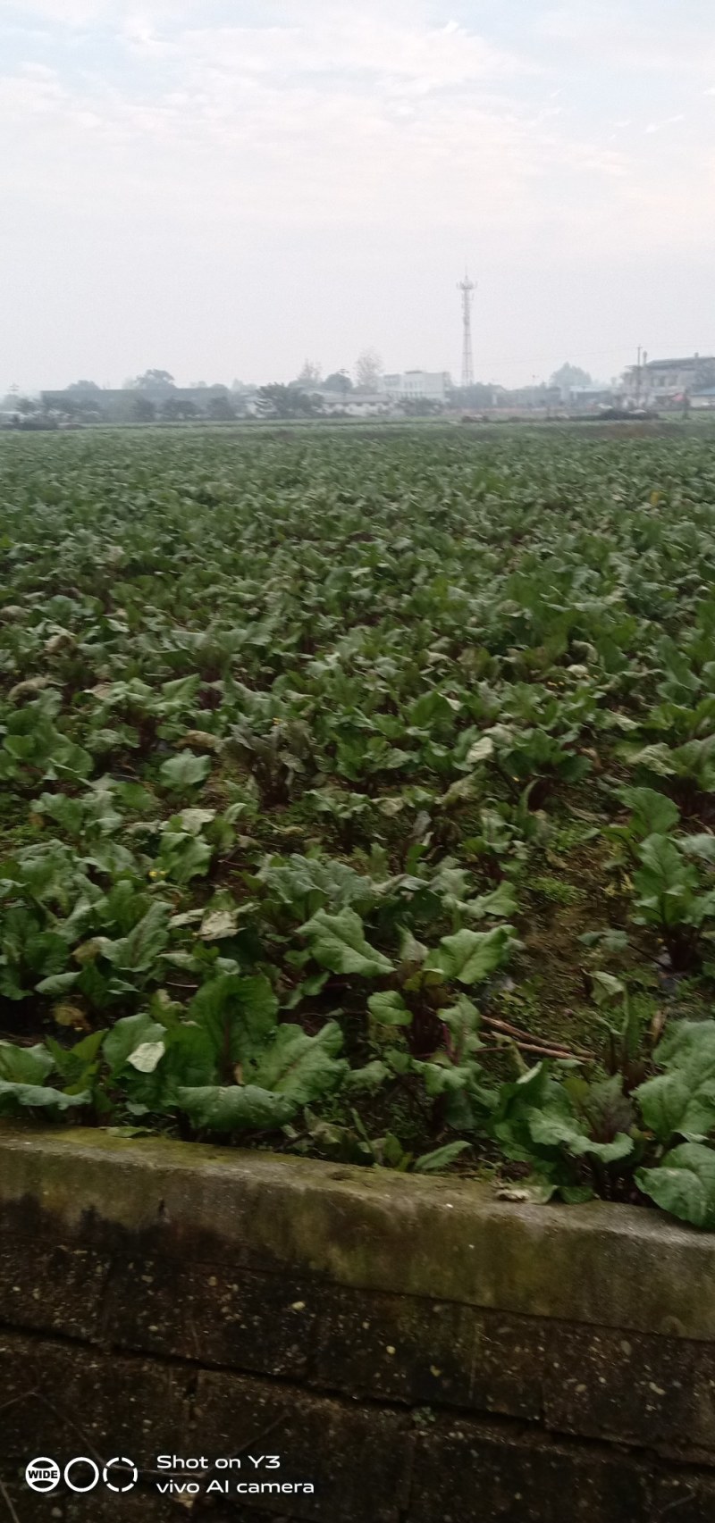 大量供应青菜苔，红油菜苔