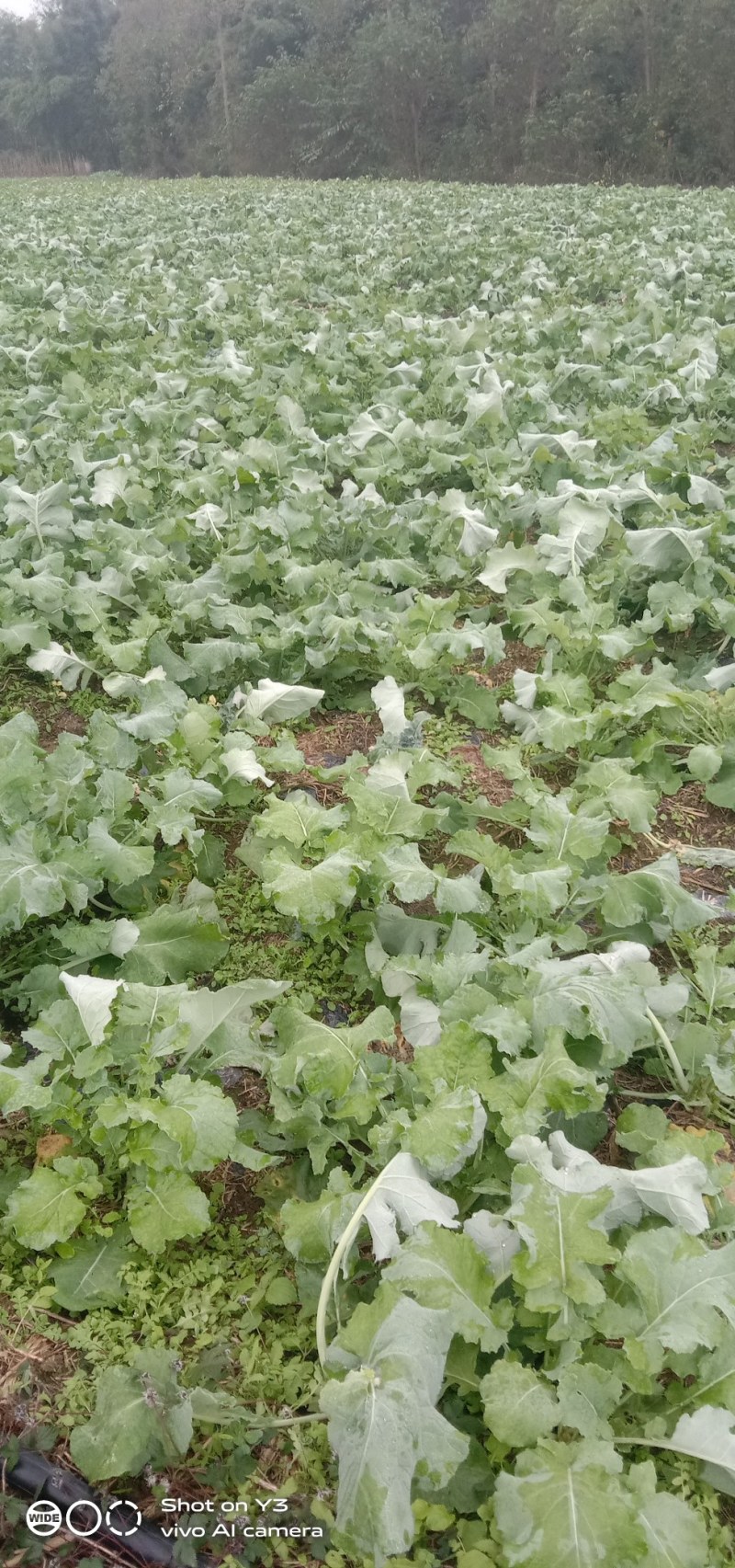 大量供应青菜苔，红油菜苔