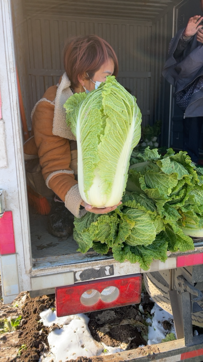 北京新3号大白菜