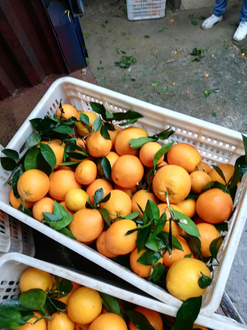 赣南脐橙，脐橙60以上统货，一手货源，欢迎各位老板前来