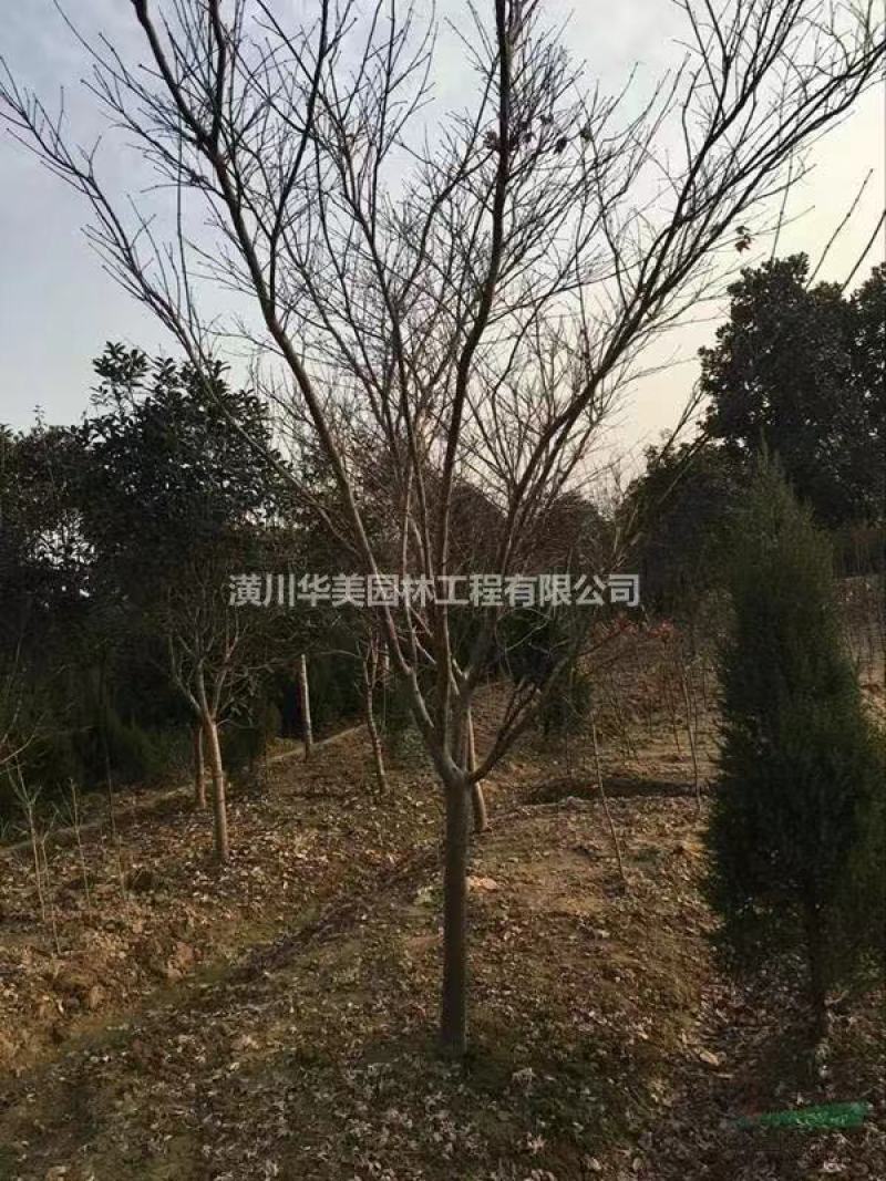 红枫