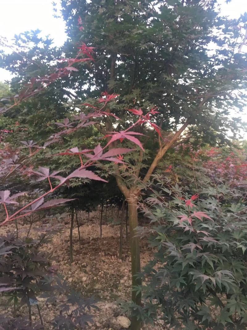红枫