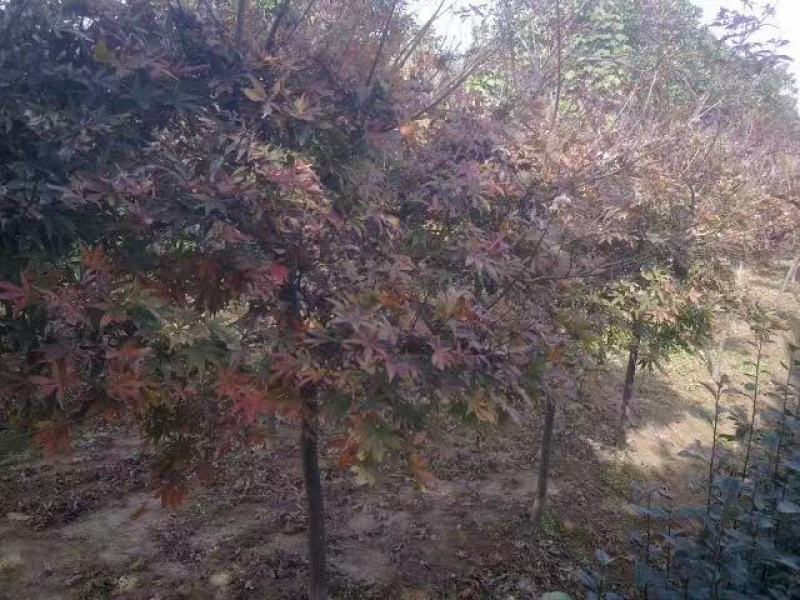 红枫