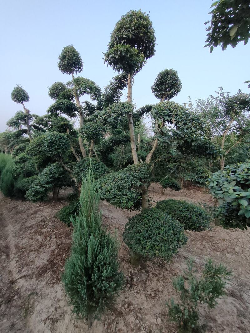 河南桧