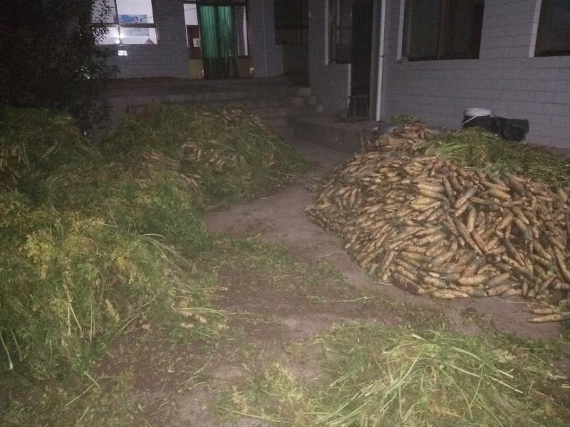 胡萝卜大量上市要的老板速度了