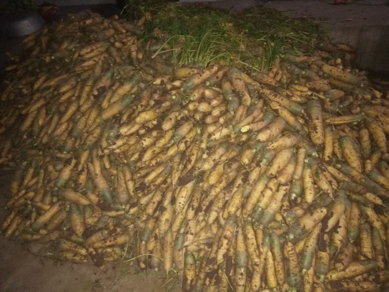 胡萝卜大量上市要的老板速度了