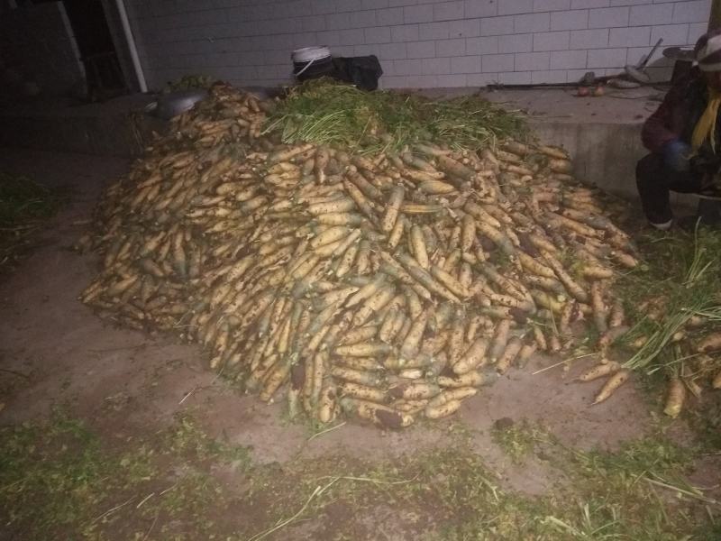 胡萝卜大量上市要的老板速度了