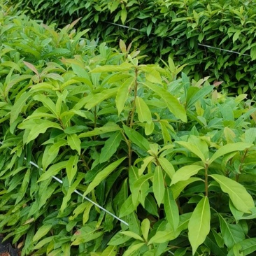 木荷广东苗圃直发提供技术指导包成活售后无忧