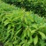 木荷广东苗圃直发提供技术指导包成活售后无忧