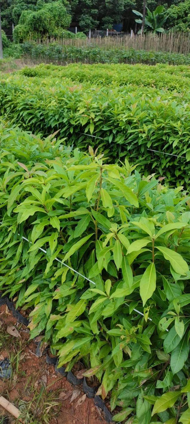 木荷广东苗圃直发提供技术指导包成活售后无忧