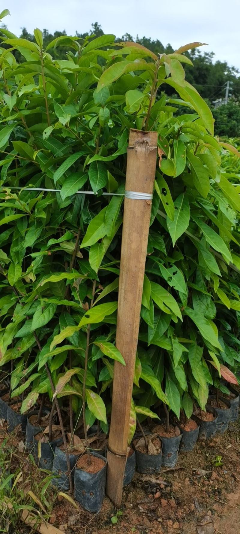木荷广东苗圃直发提供技术指导包成活售后无忧