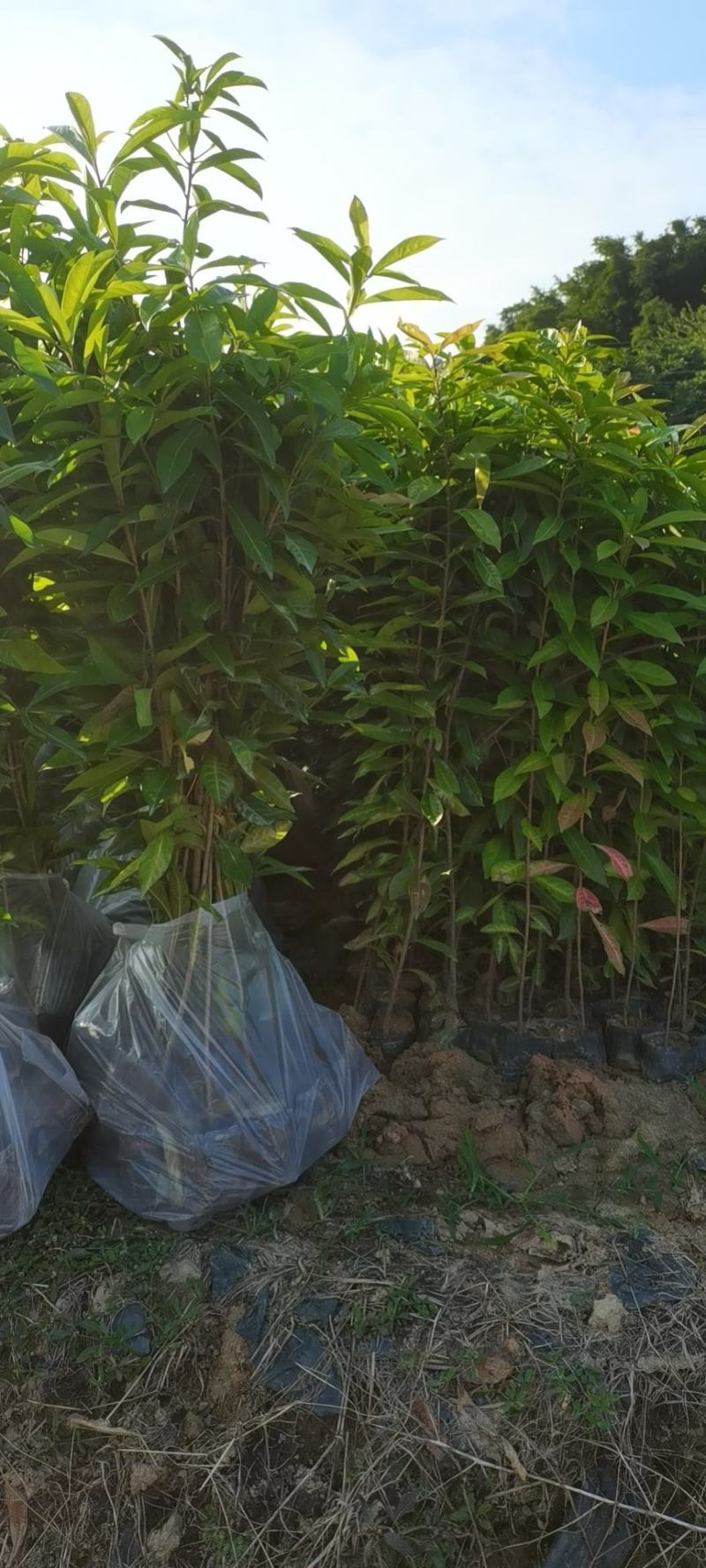 木荷广东苗圃直发提供技术指导包成活售后无忧