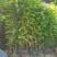 木荷广东苗圃直发提供技术指导包成活售后无忧