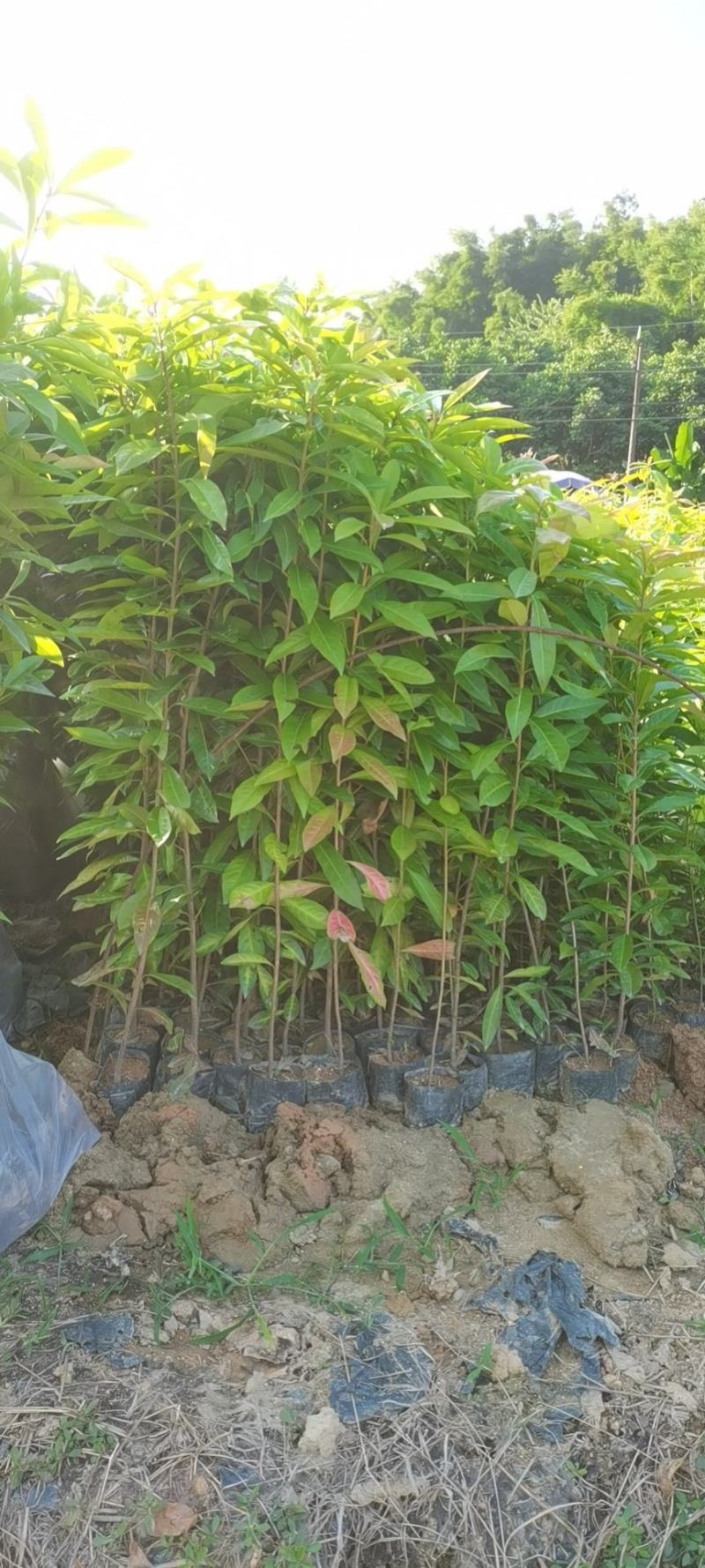 木荷广东苗圃直发提供技术指导包成活售后无忧