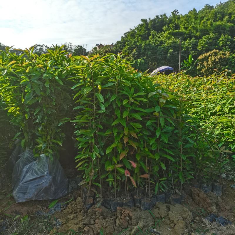木荷广东苗圃直发提供技术指导包成活售后无忧