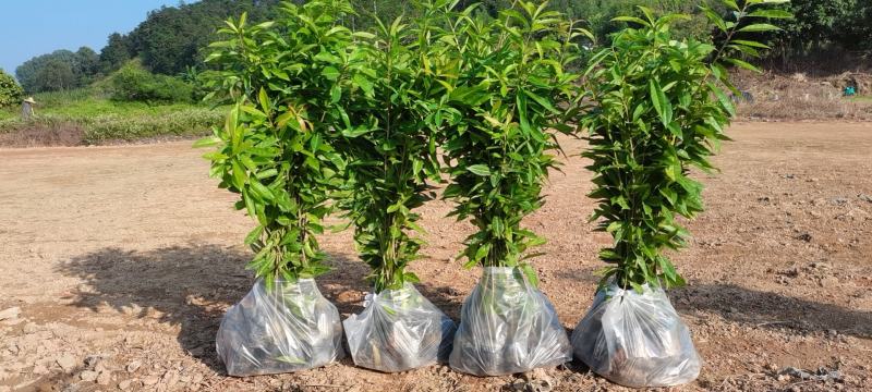 木荷广东苗圃直发提供技术指导包成活售后无忧
