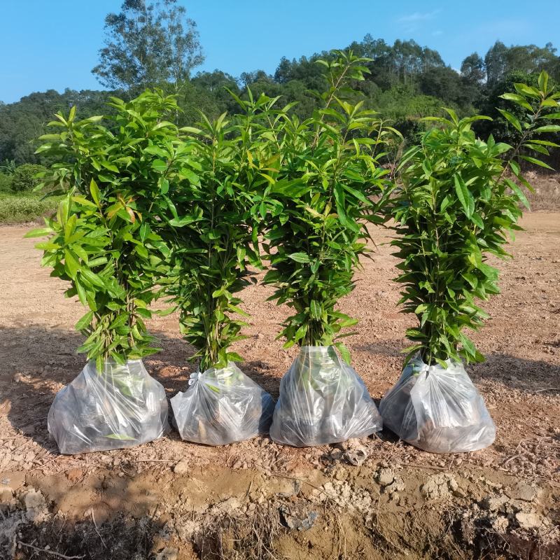 木荷广东苗圃直发提供技术指导包成活售后无忧