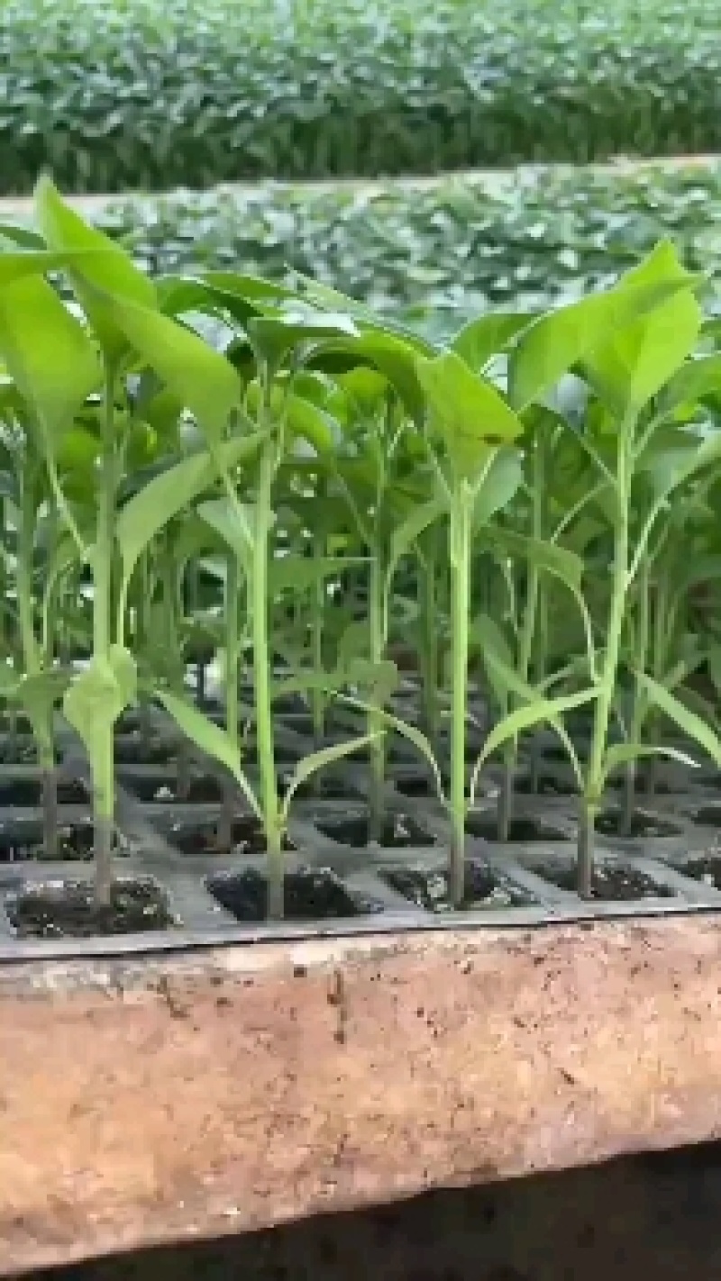辣椒苗大果朝天椒系列长期供应接受订单！！