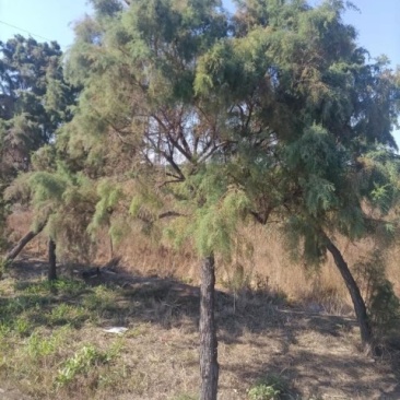 山东柽柳，山东盐松，柽柳盐松基地