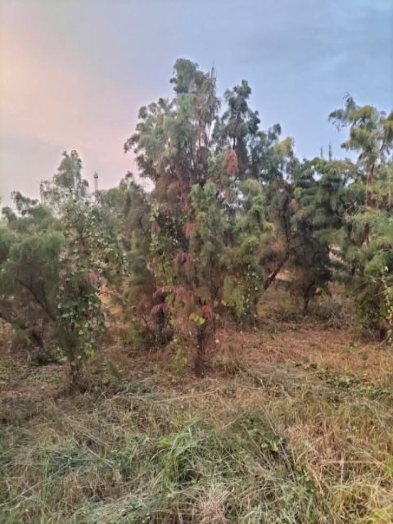 山东柽柳，山东盐松，柽柳盐松基地