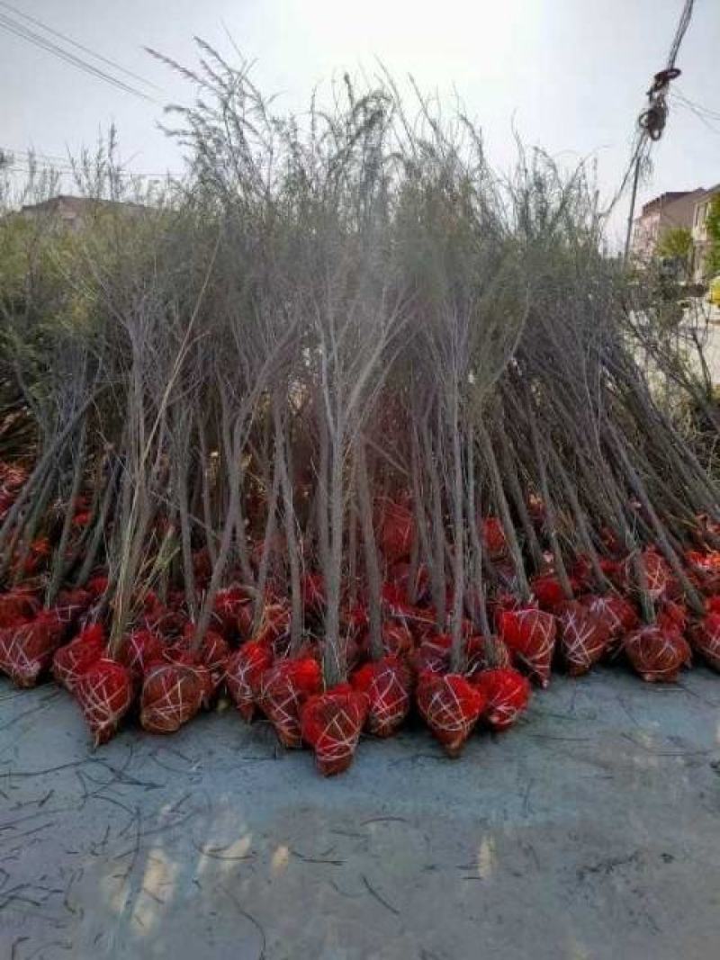 山东柽柳，山东盐松，柽柳盐松基地