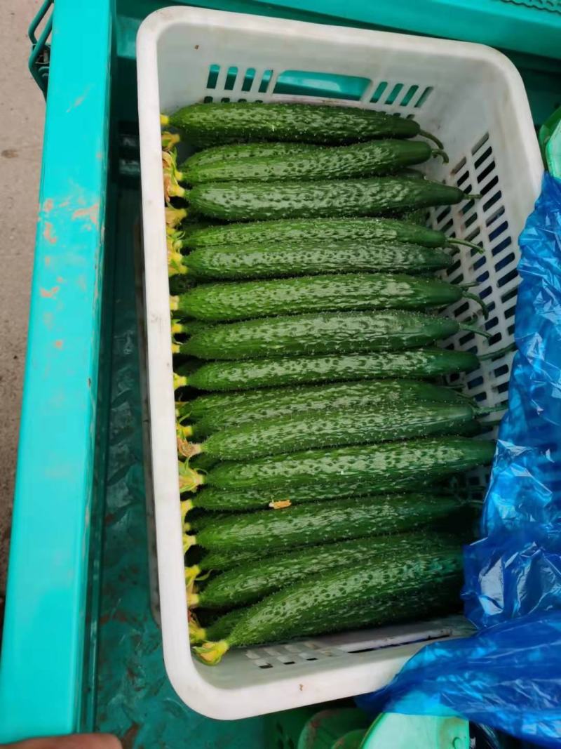 山东聊城莘县暖棚黄瓜大量上市量大从优质量保证可视频看