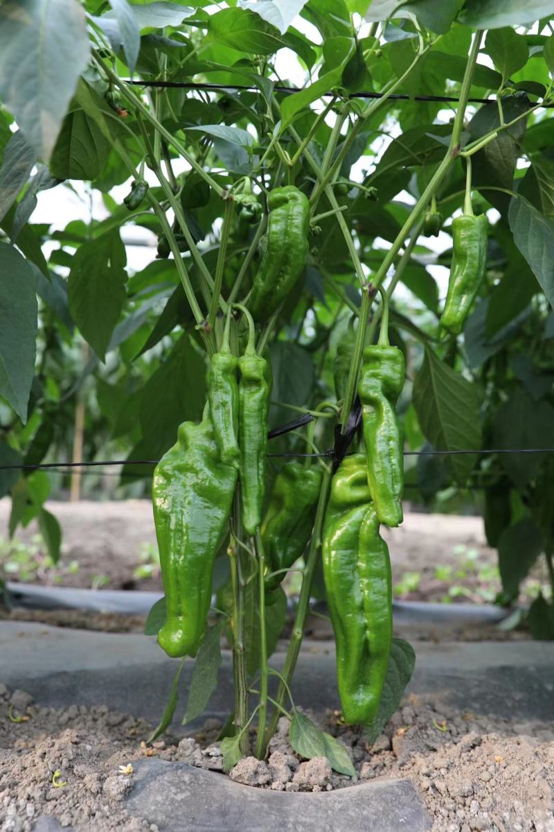 金优106薄皮辣椒种子大果型杂交辣椒种抗病抗逆性强青果