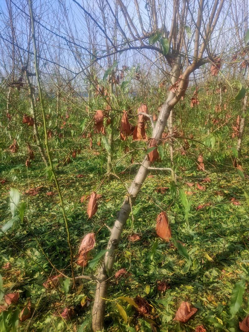 桃树占地桃树桃树桩冬桃树黄桃树规格齐全