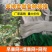 爬藤网加粗六股九股5米宽