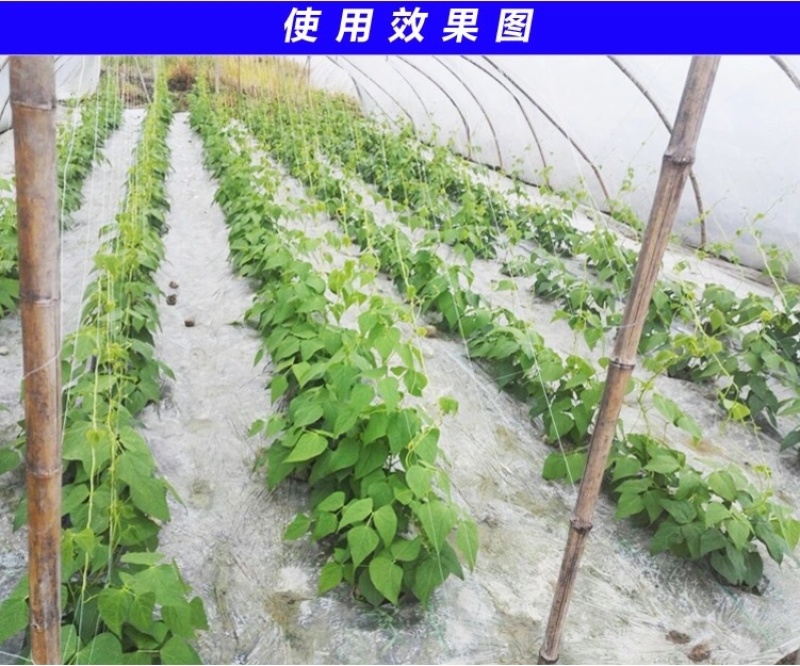 爬藤网加粗六股九股5米宽