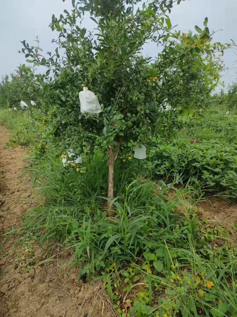 软石榴树果石榴突尼斯软子石榴丛生石榴树品种石榴树