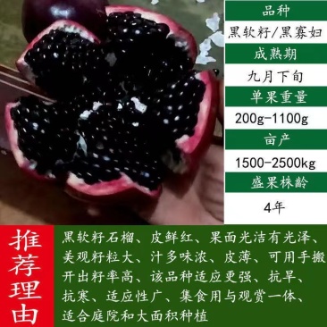 突尼斯无仔软籽石榴树苗石榴花盆栽地栽盆景