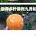 【热销】湖北橙子九月红果冻橙果肉细腻水分充足的秭归县脐橙