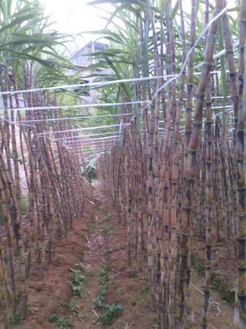 精品青皮甘蔗，黄皮甘蔗，一手货源，货量充足，欢迎采购