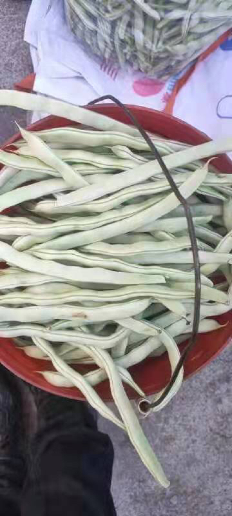 精品白豆，自家暖棚，自产自销，需要的老板联系我