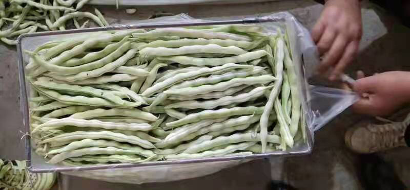 精品白豆，自家暖棚，自产自销，需要的老板联系我