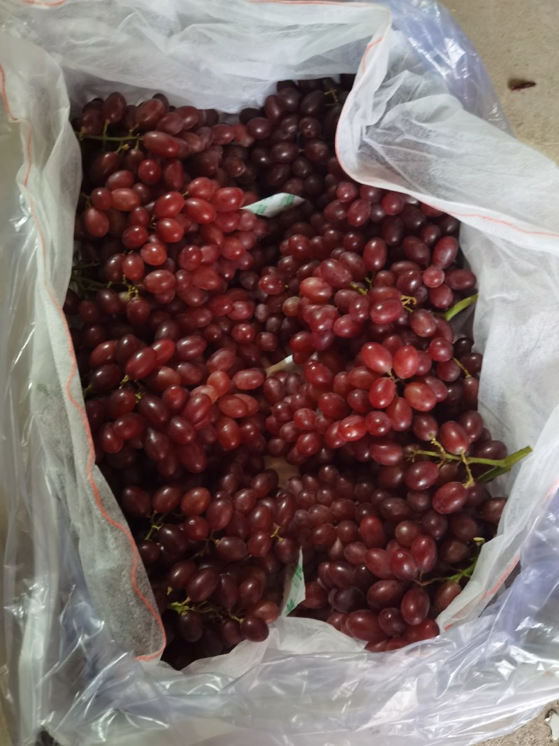 河北大量克伦生葡萄上市，230g～1000g