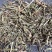 马鞭草紫顶龙芽草野荆芥龙芽草凤颈草燕尾