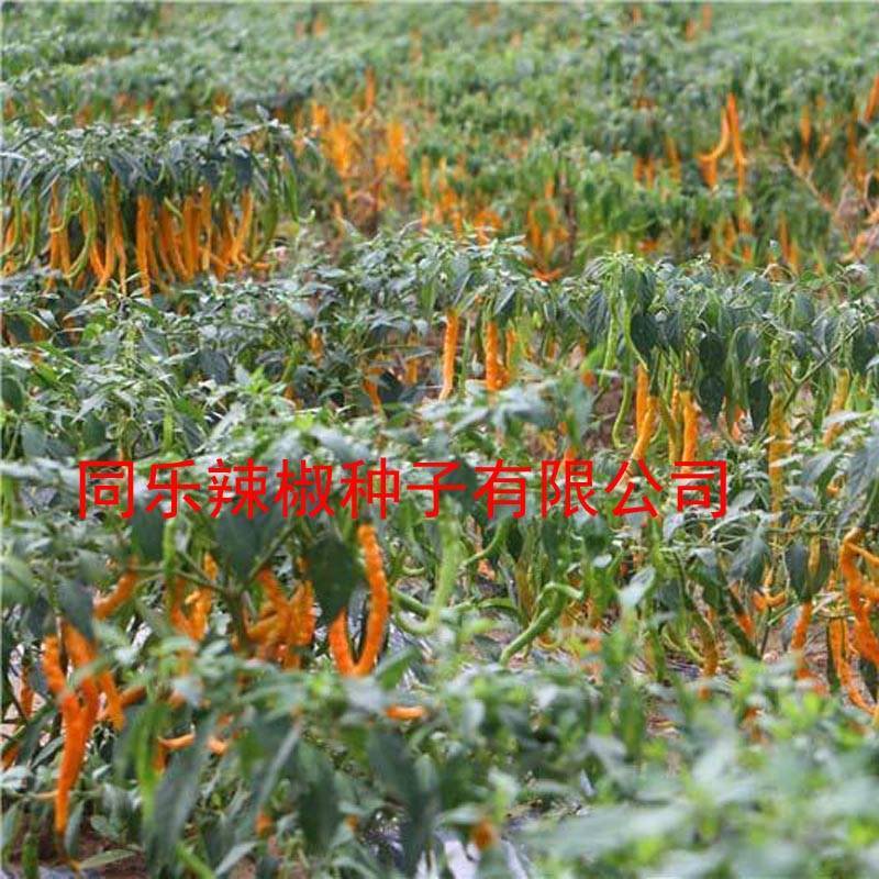 黄帝线椒黄线椒黄色线椒黄贡椒高产辣椒种子