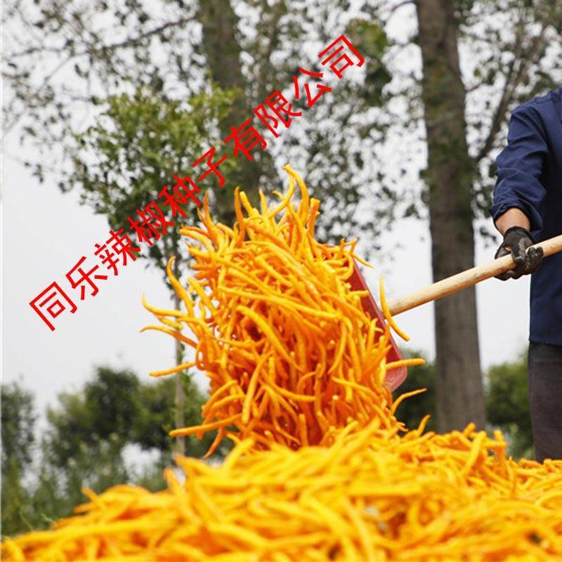 黄帝线椒黄线椒黄色线椒黄贡椒高产辣椒种子
