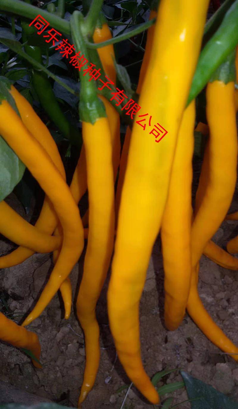 黄帝线椒黄线椒黄色线椒黄贡椒高产辣椒种子