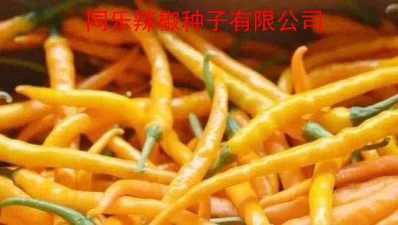 黄帝线椒黄线椒黄色线椒黄贡椒高产辣椒种子