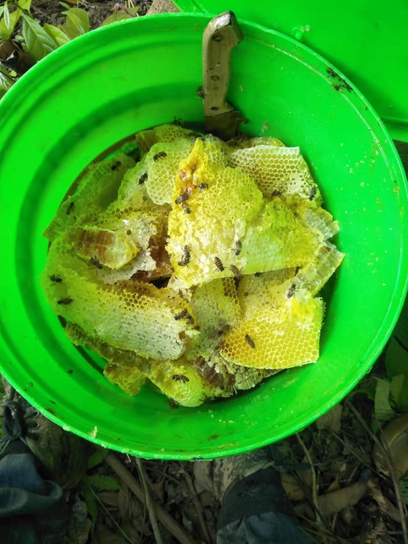 纯正野生土蜂蜜百花蜜野生蜂蜜双十一特惠