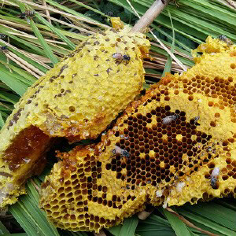 纯正野生土蜂蜜百花蜜野生蜂蜜双十一特惠