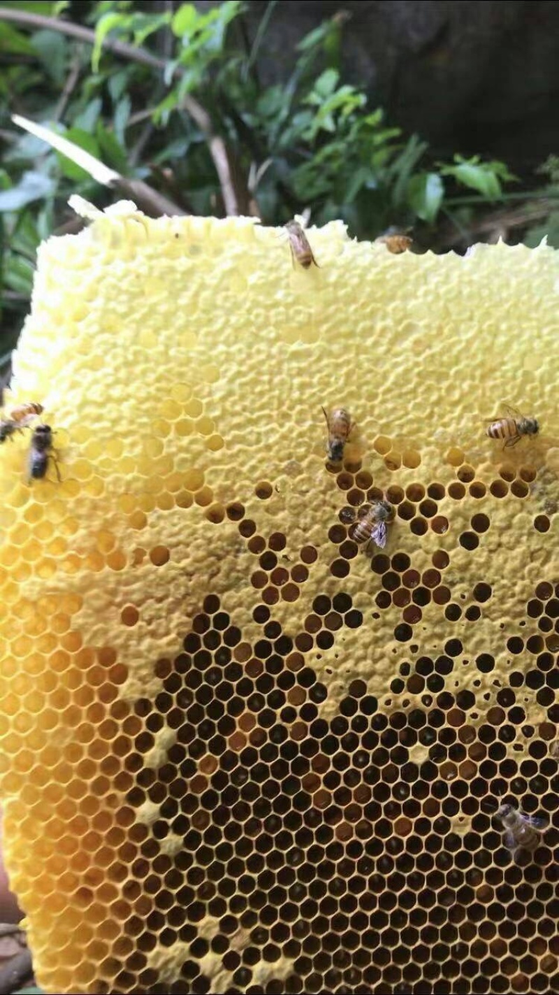 纯正野生土蜂蜜百花蜜野生蜂蜜双十一特惠